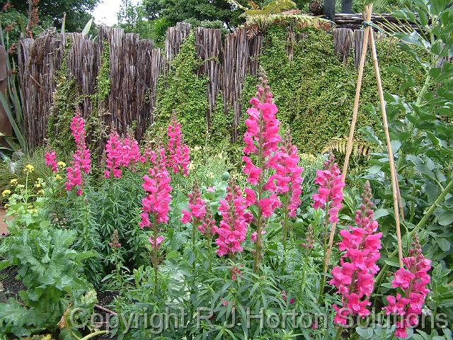 Snapdragons pink (2)